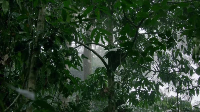 For many animals, heavy rain stops activity