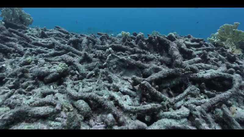 For many, losing the reef means losing their home