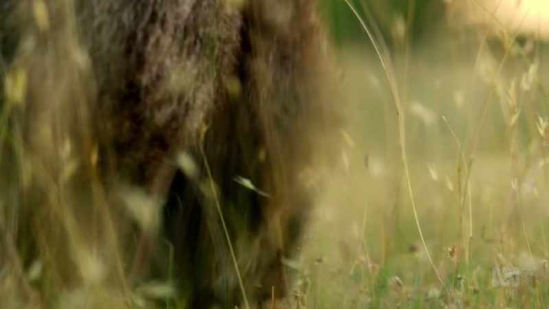 For marsupials that graze the open grasslands