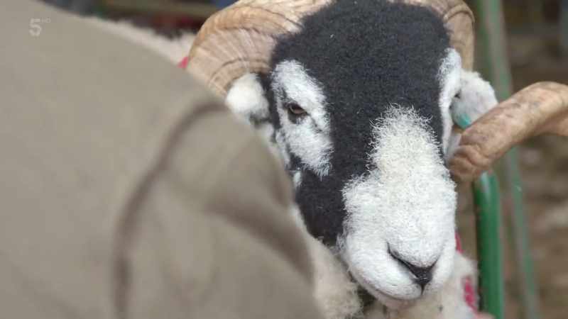 For me, it's important to take some nice sheep to Muker Show