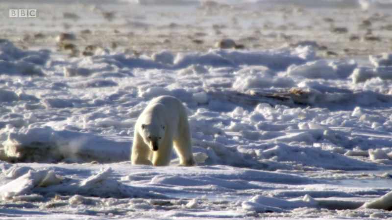 For millennia, animals have survived in a world