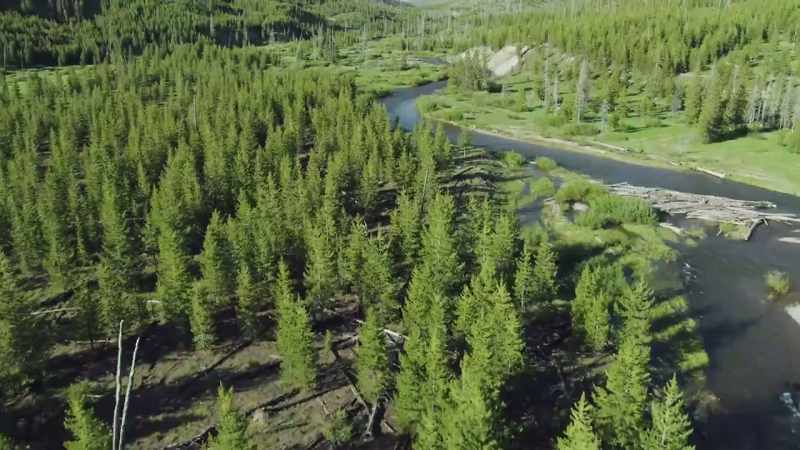 For most of yellowstone's birds