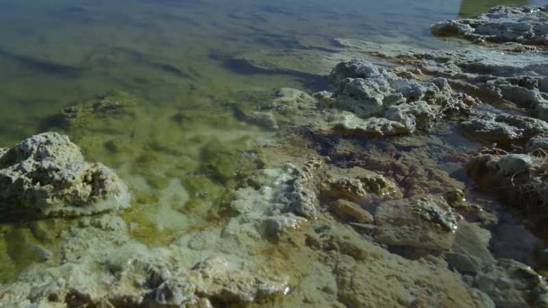 For most, this water is simply too poisonous to drink