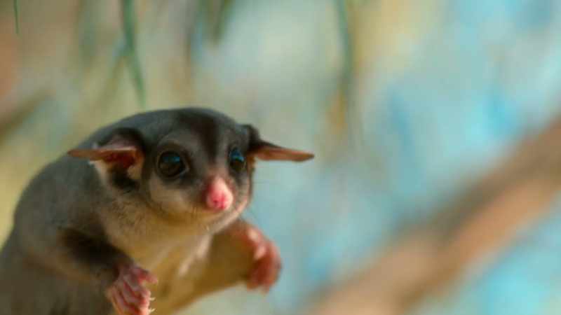For now, the young sugar glider is ready