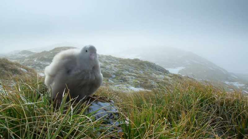 For now, waiting on its nest, the chick is safe