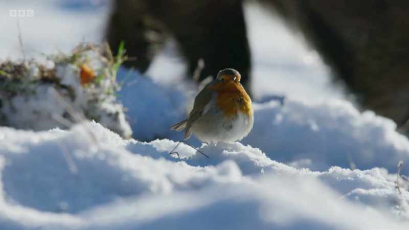 for this robin, they are invaluable