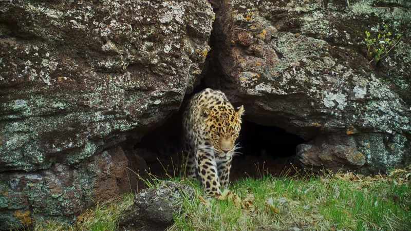 For Siberia's big cats, each spring could bring new hope