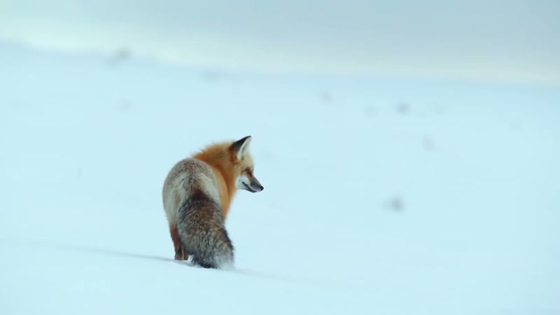 'For some animals