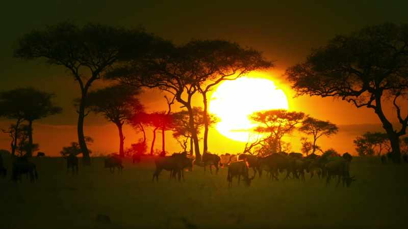 For some, the visiting herds bring food and contentment