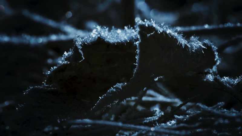 For some, winter brings dormancy
