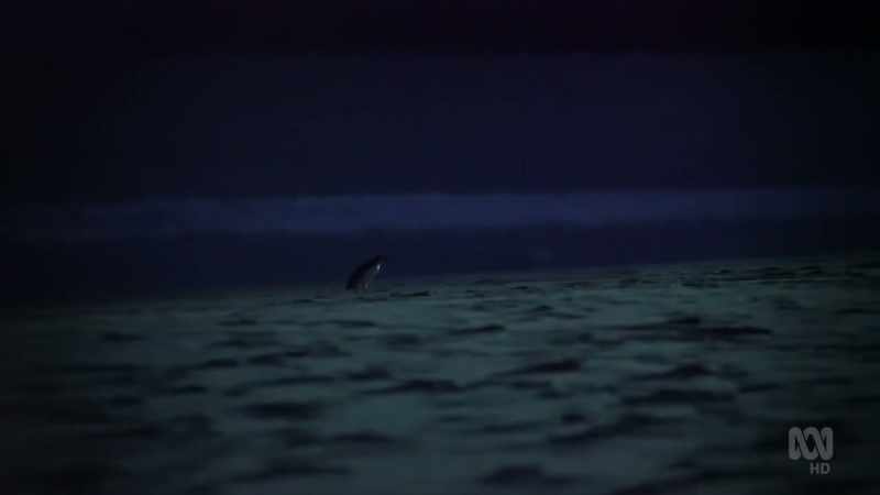 For Tasmania's little penguins