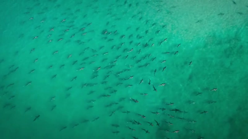 'For the blacktips