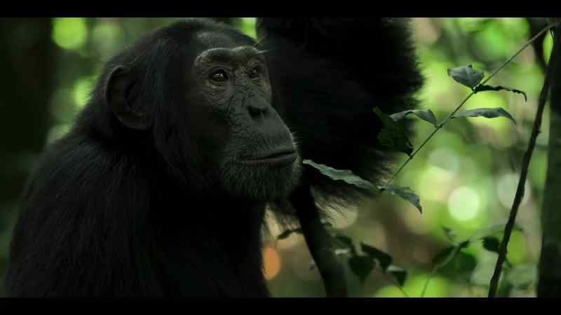 For the central chimps