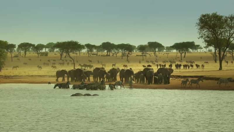 For the elephant family