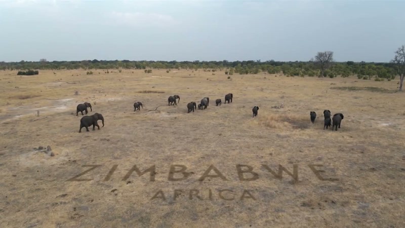 'For the elephant herd