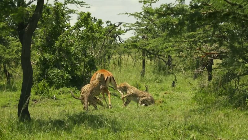 'For the first time, her cubs actually help