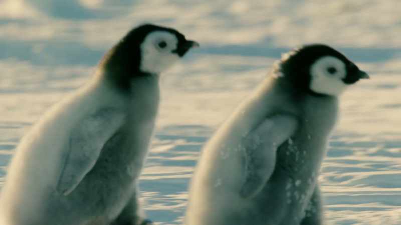 For the first time, the chicks will have to face the elements