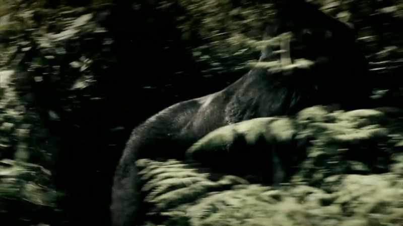 FOR THE GAUCHOS, SOME KIND OF GORILLA