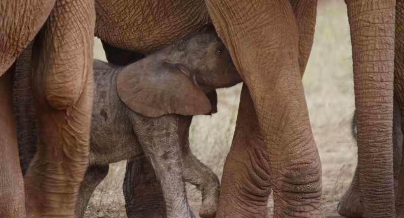For the next two years, she'll be totally dependent on her mother's milk