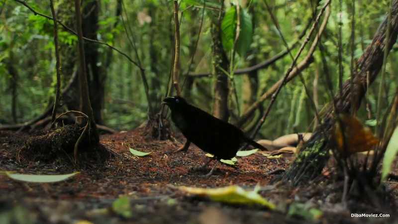 For the owner, a western parotia, there's work to be done first