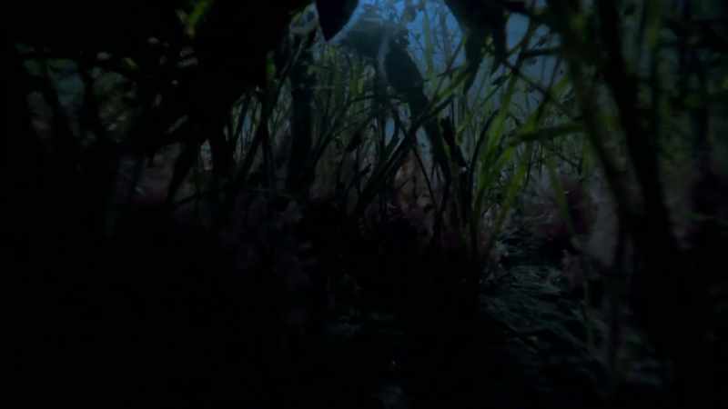 For the past year they've been feeding in deeper waters