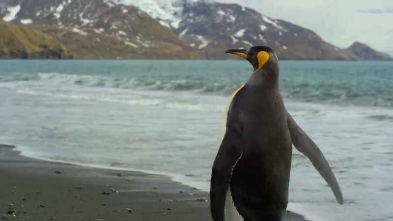 For the penguin, it was too close for comfort