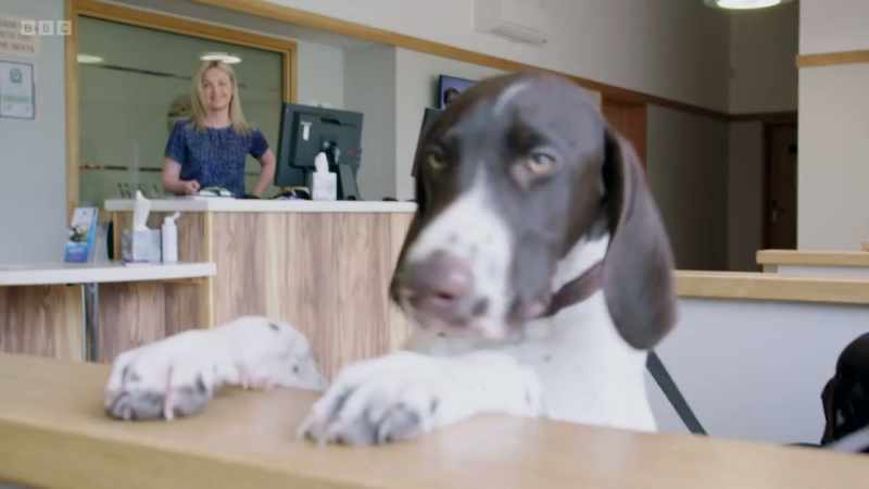 For the pet hospital