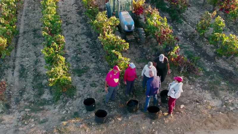 For the pickers, it's a time for celebration