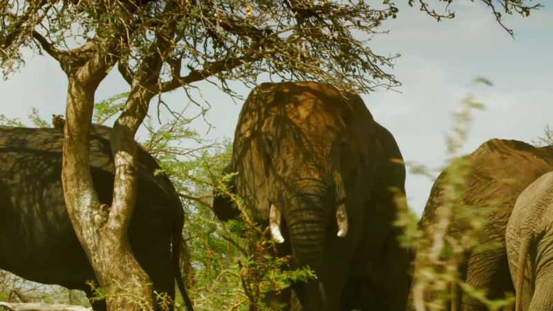 For their wise matriarch Nalla, it's a very special day