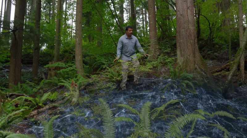 For them, the mycelium is their lifeline to one another