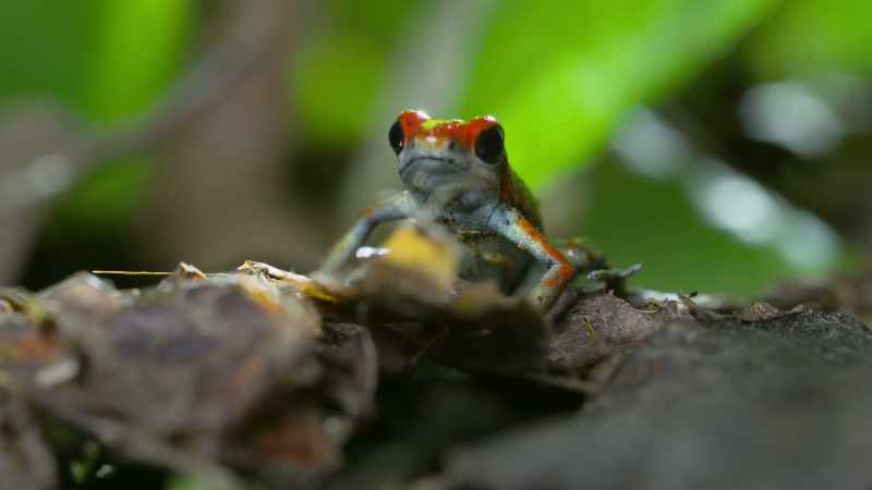 For these tiny frogs