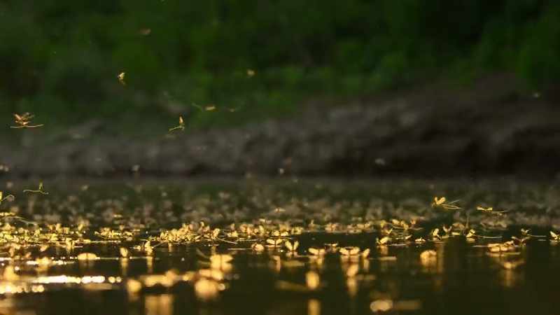 For three years, they've lived underwater as larvae