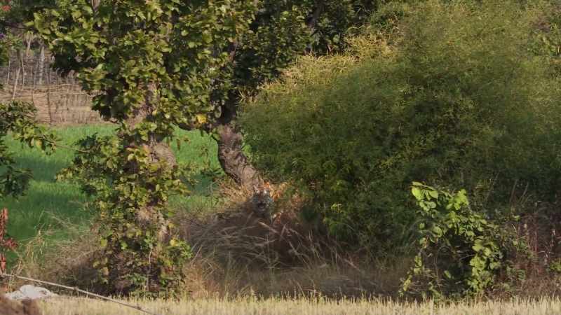 For tigress and people, there is real danger here