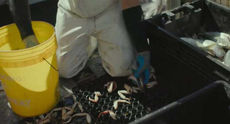 For us to get a basic day's wage out of that underutilized species