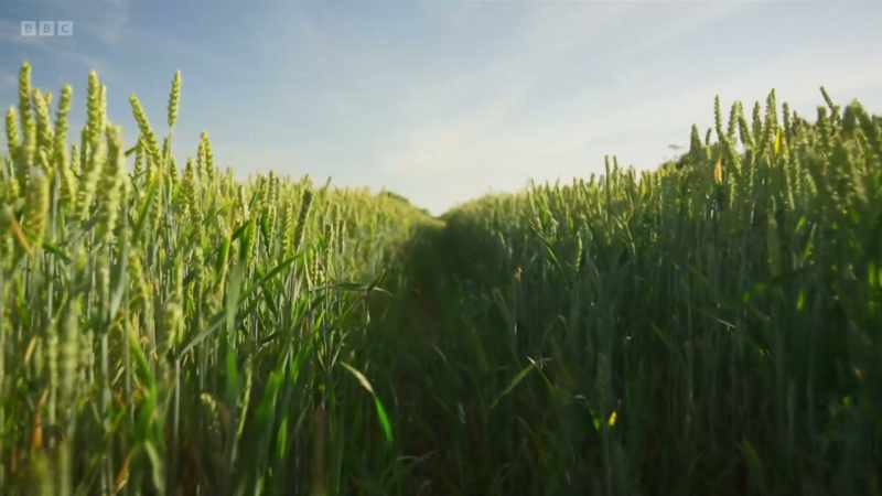 For us, this is a farming system