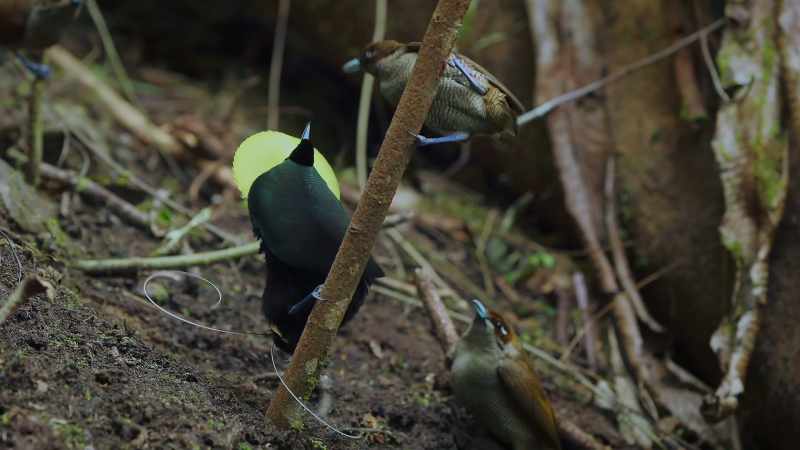 For years, naturalists only watched his performance from ground level