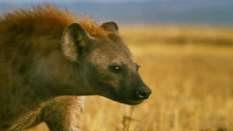 For Zalika, her role was decreed from birth