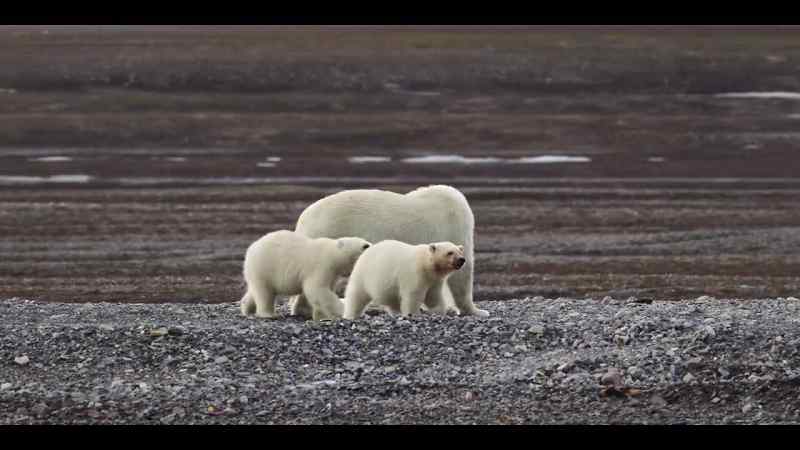 Foraging has always been part of the bears' skill set