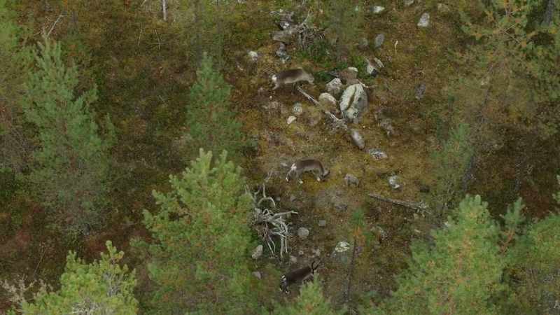 Forest reindeer travel in smaller, easy to hide groups