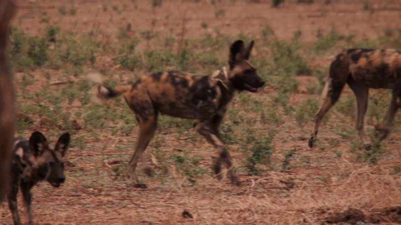 Forewarned, Tait isn't going to risk an attack