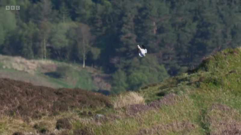 Fortunately, in a few protected places
