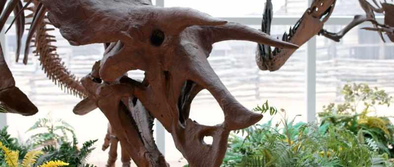 fossil and how all this fits in with the other?