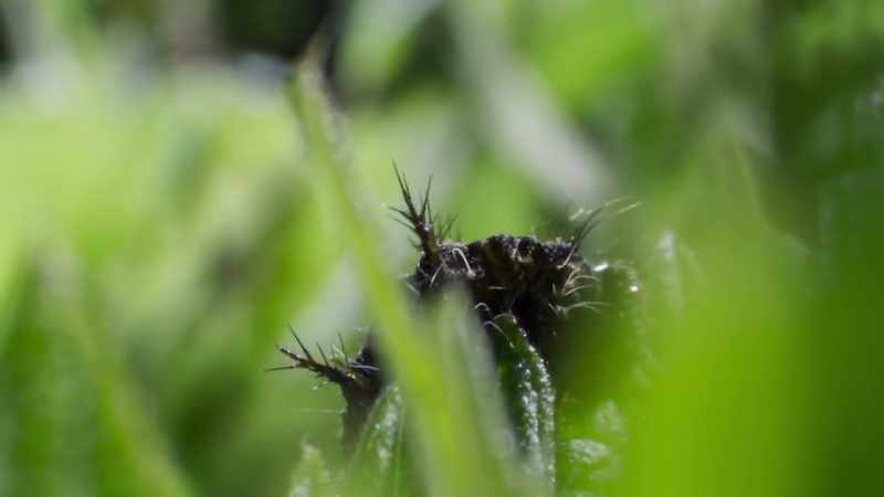 foul-tasting toxins that deter the caterpillars