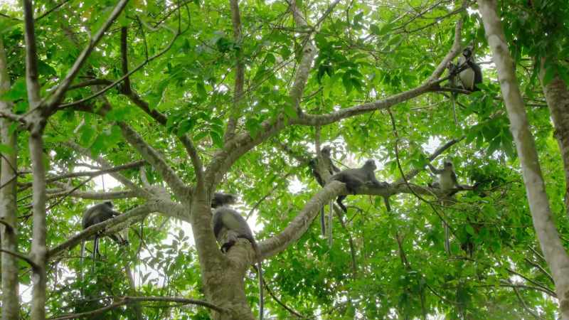 Found only in Northern Sumatra