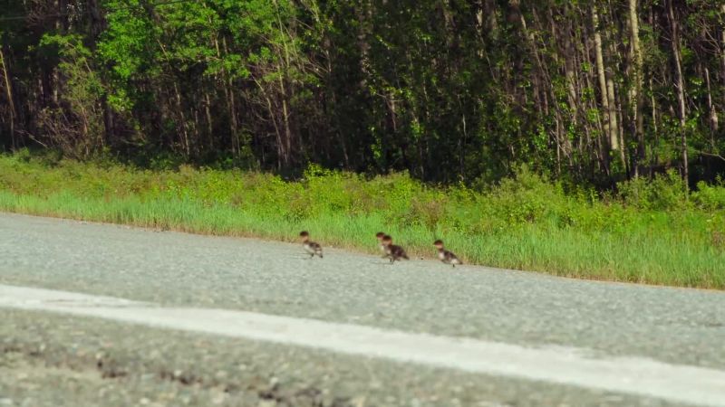 Four ducklings take their chance
