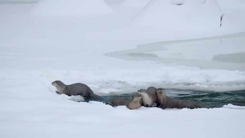 Four large pups