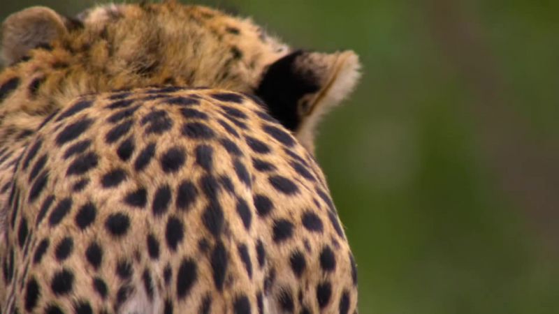 Four of the cheetahs start the stalk