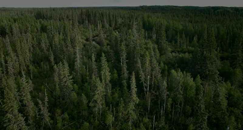 Four years ago, I was fasting in the bush
