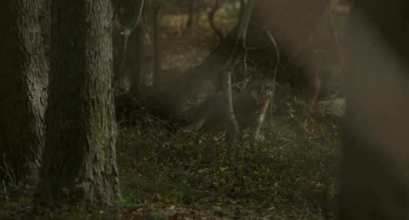 [fox calling loudly]