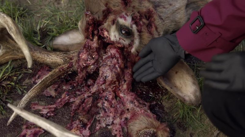 Fragmentation along the skull seems to be consistent